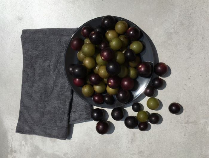 Muscadines are in Season